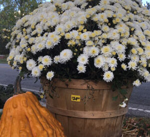 Fall & Seasonal Decor