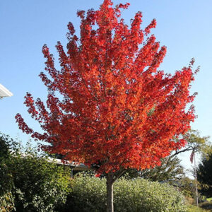 Early-Spring-Tree-Sale