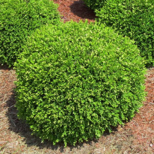 Boxwood "Green Gem" 2 gal