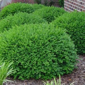 Boxwood "Green Velvet" 3 gal *available ONLINE only