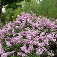 Lilac "Bloomerang"  3 gal *available ONLINE only