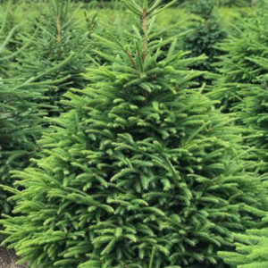 Trees, Shrubs & Perennials