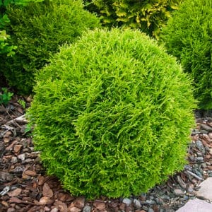 Arborvitae "Hetz Midget" 3 gal