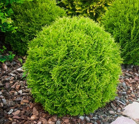 Arborvitae "Hetz Midget" 3 gal