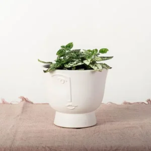 Boho Face Planter