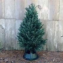 5-6' Fresh Fir Christmas Tree