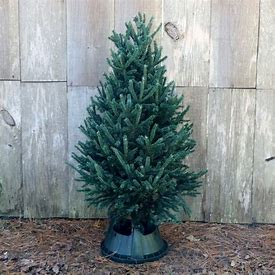 8-9' Fresh Fir Christmas Tree