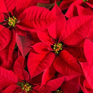 Red Poinsettia - Large