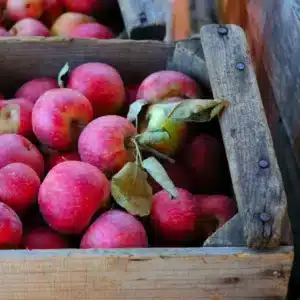 Fruit Tree - Apple "Stayman Winesap" 3 gal