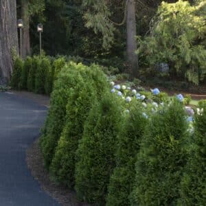 Arborvitae  "Emerald Green"