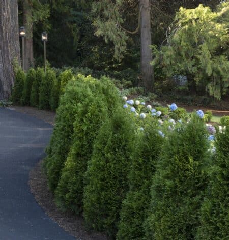 Arborvitae  "Emerald Green"