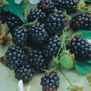 Berry - Blackberry "Triple Crown" 2 gal