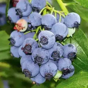 Berry - Blueberry "Jersey" 1 gal