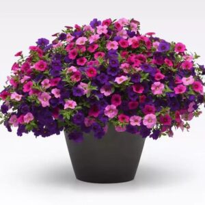 Hanging Basket - Callibrachoa Combo 10" - SWEET MELODY