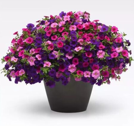 Hanging Basket - Callibrachoa Combo 10" - SWEET MELODY