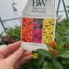 Hanging Basket -Proven Winner  CANDYLAND - Image 2