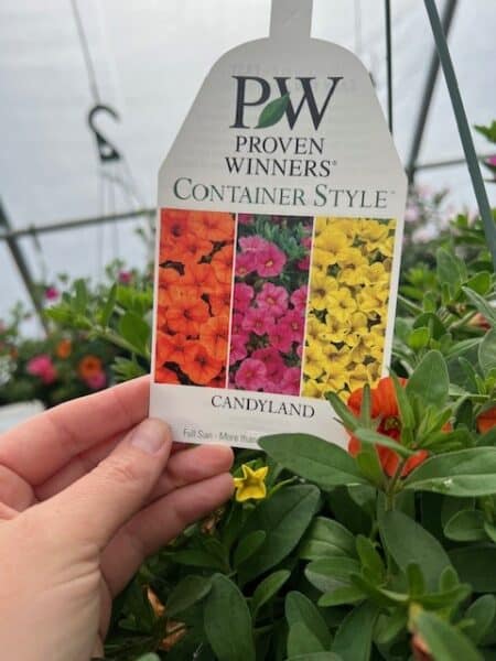 Hanging Basket -Proven Winner  CANDYLAND - Image 2