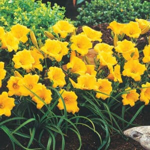 Daylily "Stella D'Oro" 1 gal *available ONLINE only