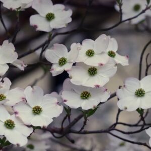 Dogwood "Native White" 2 gal