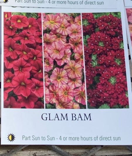 Hanging Basket Proven Winner  - GLAM BAM - Image 2