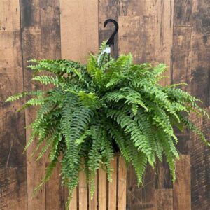 Hanging Basket "Boston Fern" 10" - coming soon!