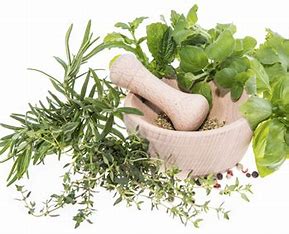 Vegetable - Herb Starts 4"
