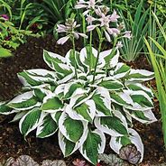 Hosta "Patriot" 1 gal *available ON-LINE only