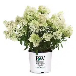 Hydrangea "Bobo" 3 gal *available ONLINE only