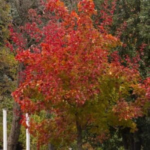 Maple "Autumn Blaze" 3 gal