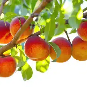 Fruit Tree - Peach "Belle of Georgia" 3 gal