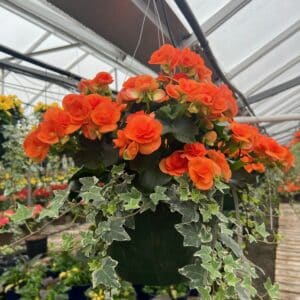 Patio Pot - Reiger Begonia 8" - ORANGE