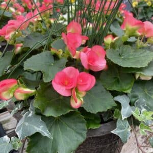 Patio Pot - Reiger Begonia 8" - PINK