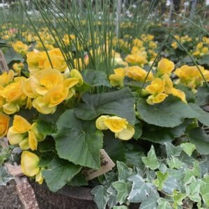 Patio Pot - Reiger Begonia  8" - YELLOW