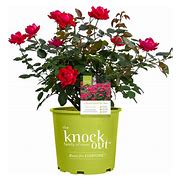 Rose  "Double Knockout Red" 3 gal *available ON-LINE only