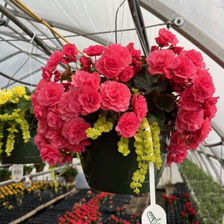 Hanging Basket - Solenia Begonia Hanging Basket 10" - PINK