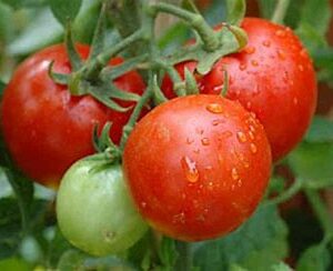 Vegetable - Tomato Starts 1 gal