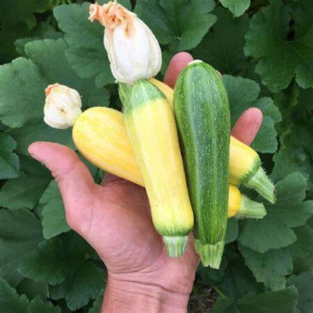 Vegetable Starts 4" MISC