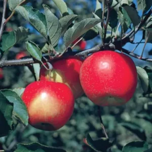 Fruit Tree - Apple "Jonagold" 3 gal