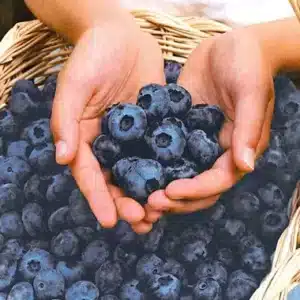 Berry - Blueberry "Chandler" 2 gal