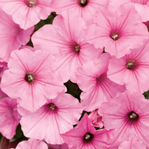 Annual -4"  Supertunia