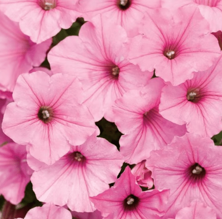 Annual -4"  Supertunia