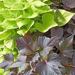 Annual - 4" Potato Vine