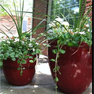 Annual - 4" Greenery