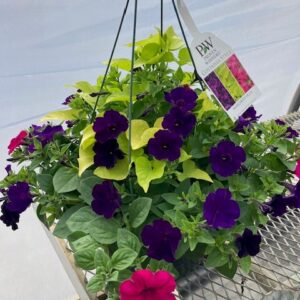 Hanging Basket Proven Winner - MARGARITAVILLE