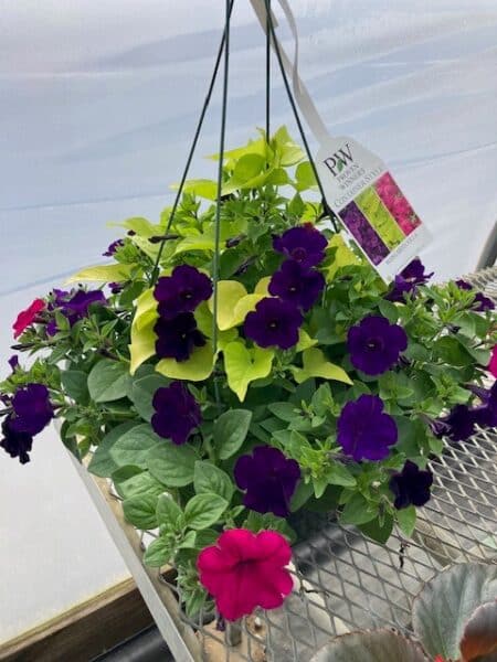 Hanging Basket Proven Winner - MARGARITAVILLE