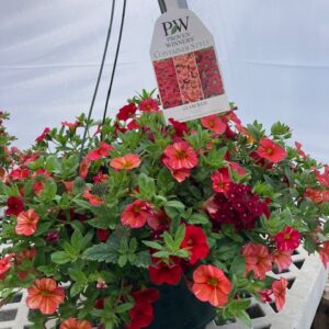 Hanging Basket Proven Winner  - GLAM BAM