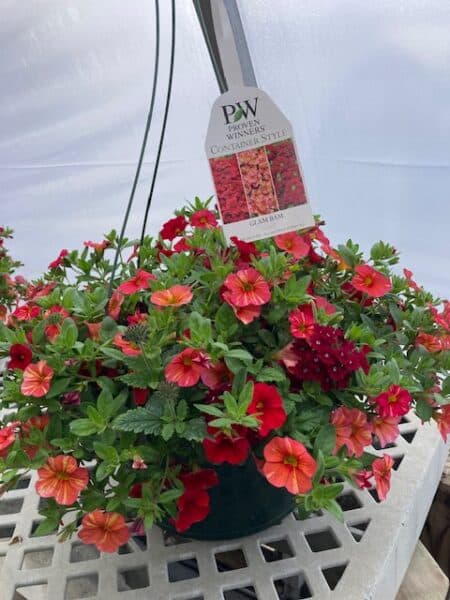 Hanging Basket Proven Winner  - GLAM BAM