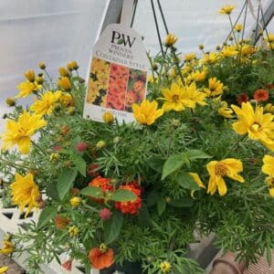 Hanging Basket Proven Winner - ISLAND TIME