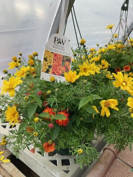 Hanging Basket Proven Winner - ISLAND TIME