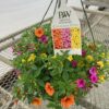 Hanging Basket -Proven Winner  CANDYLAND